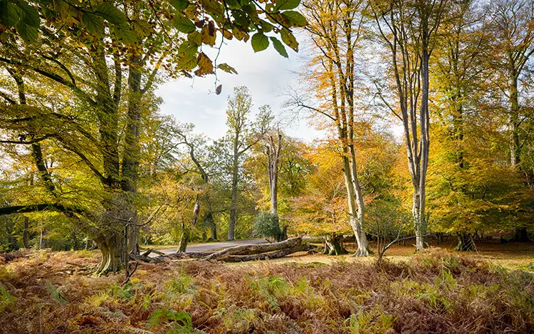 Autumn in the New Forest
